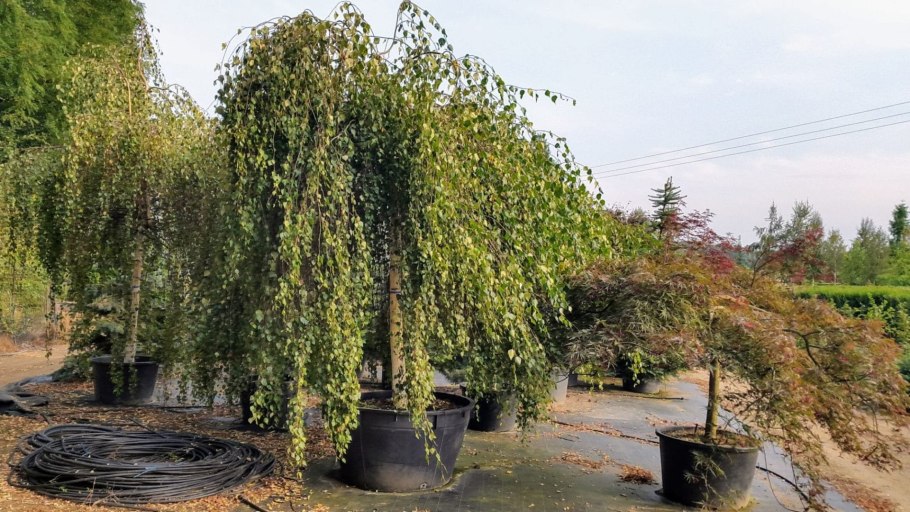 Бук Лесной purpurea