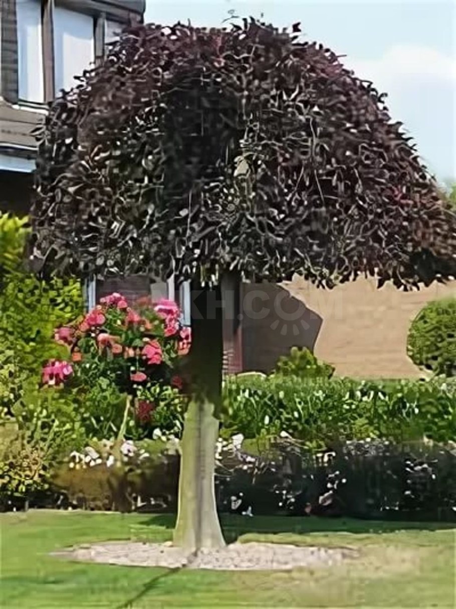 Береза повислая Пурпуреа