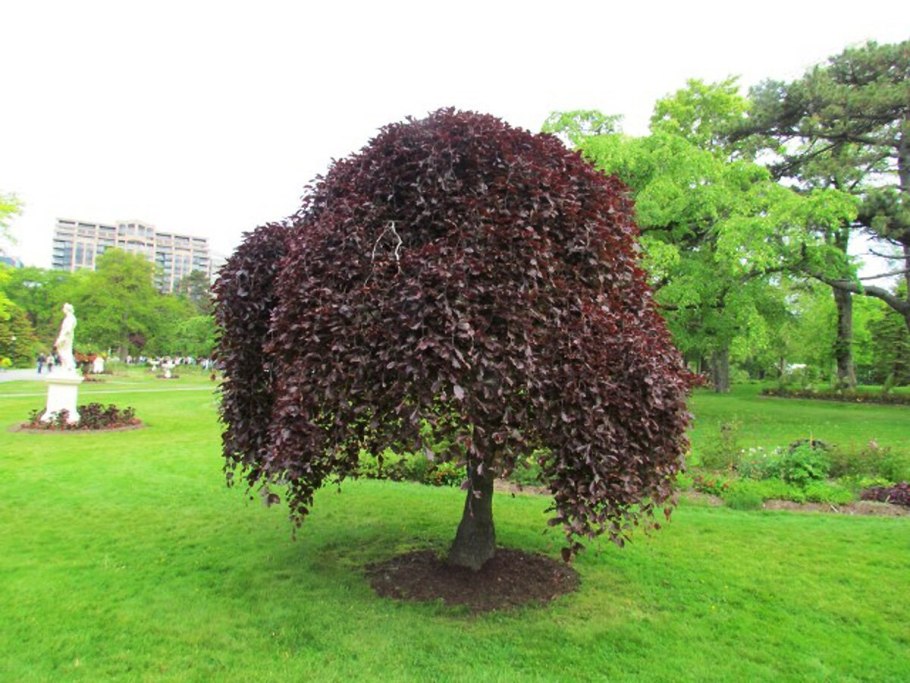 Бук purpurea pendula