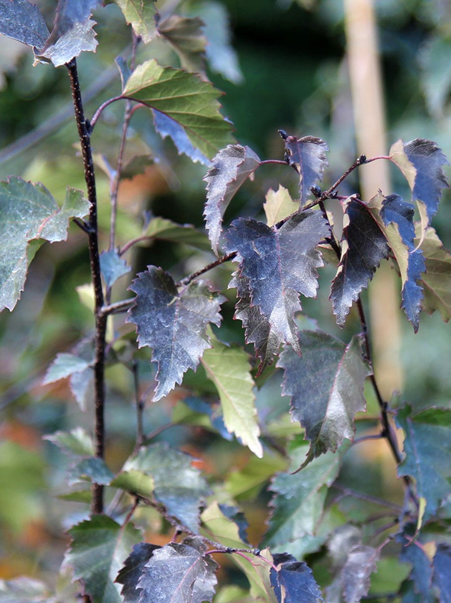 Ива повислая на штамбе