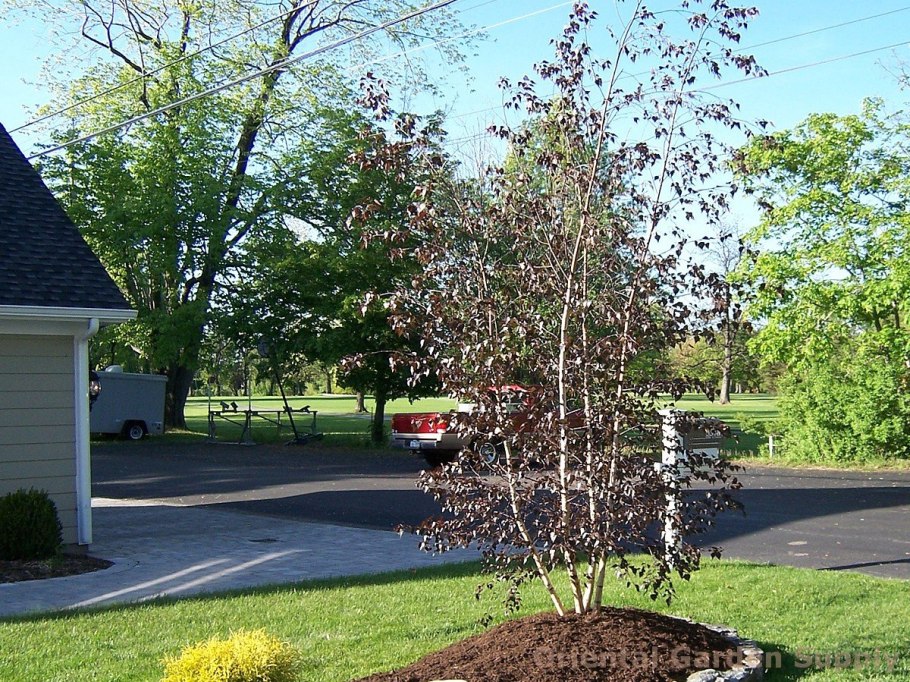 Fagus sylvatica purpurea pendula