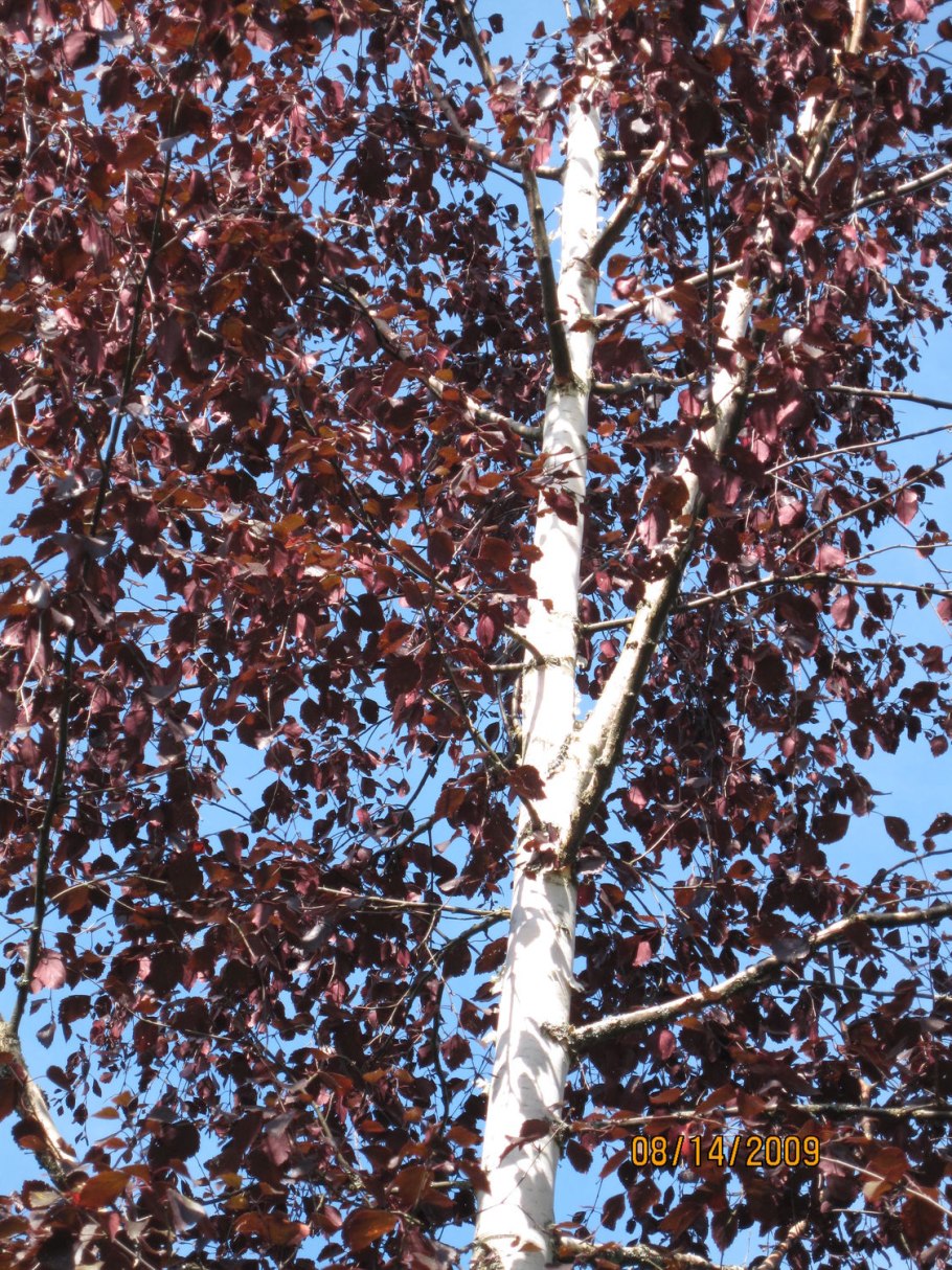 Ива пурпурная Пендула