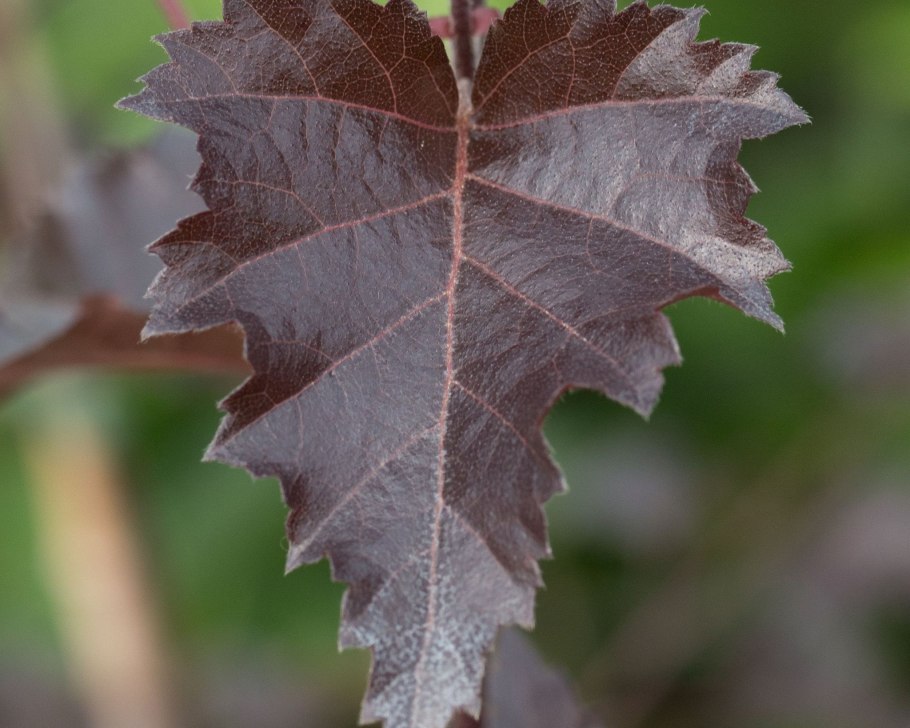 Fagus sylvatica Purple Fountain
