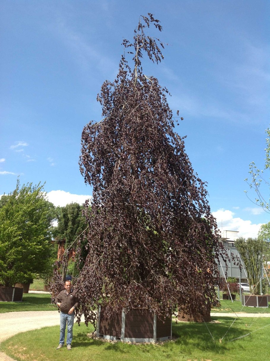 Береза повислая purpurea