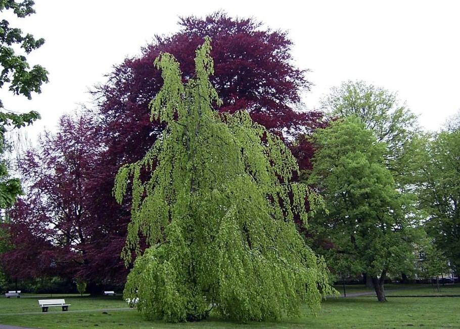 Береза Пендула пурпурная