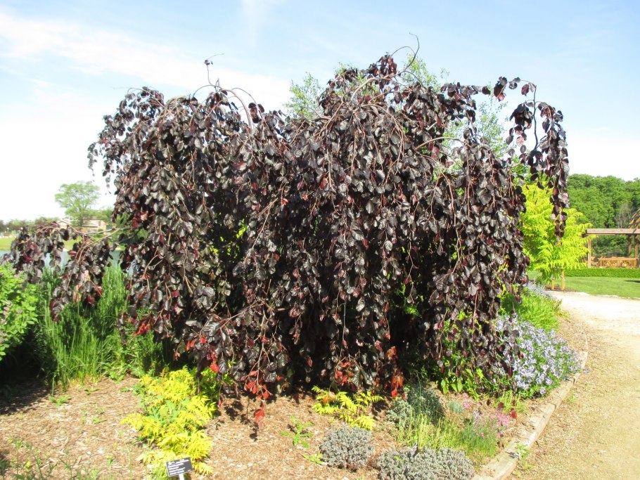 Пурпуреа Пендула береза