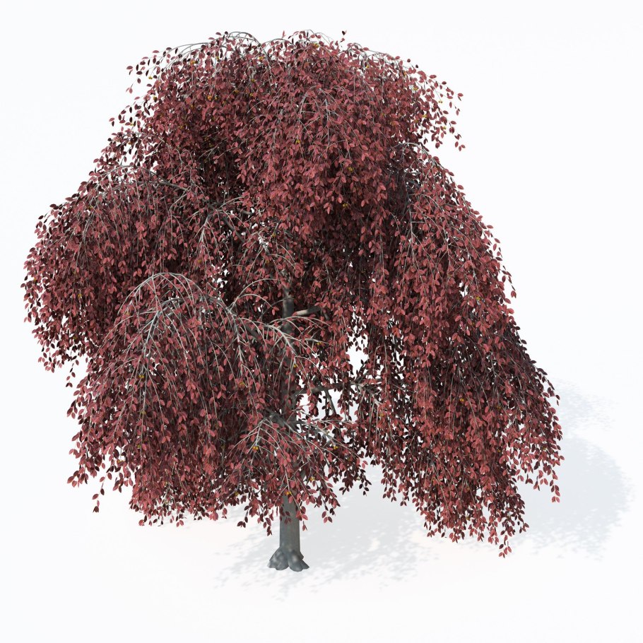 Береза повислая "Atropurpurea" Betula pendula "Atropurpurea"