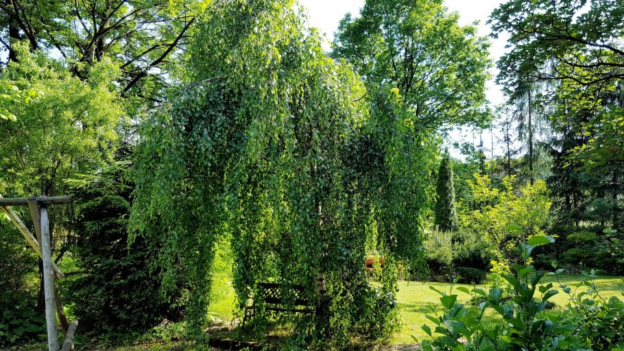 Бук Лесной Тортуоза