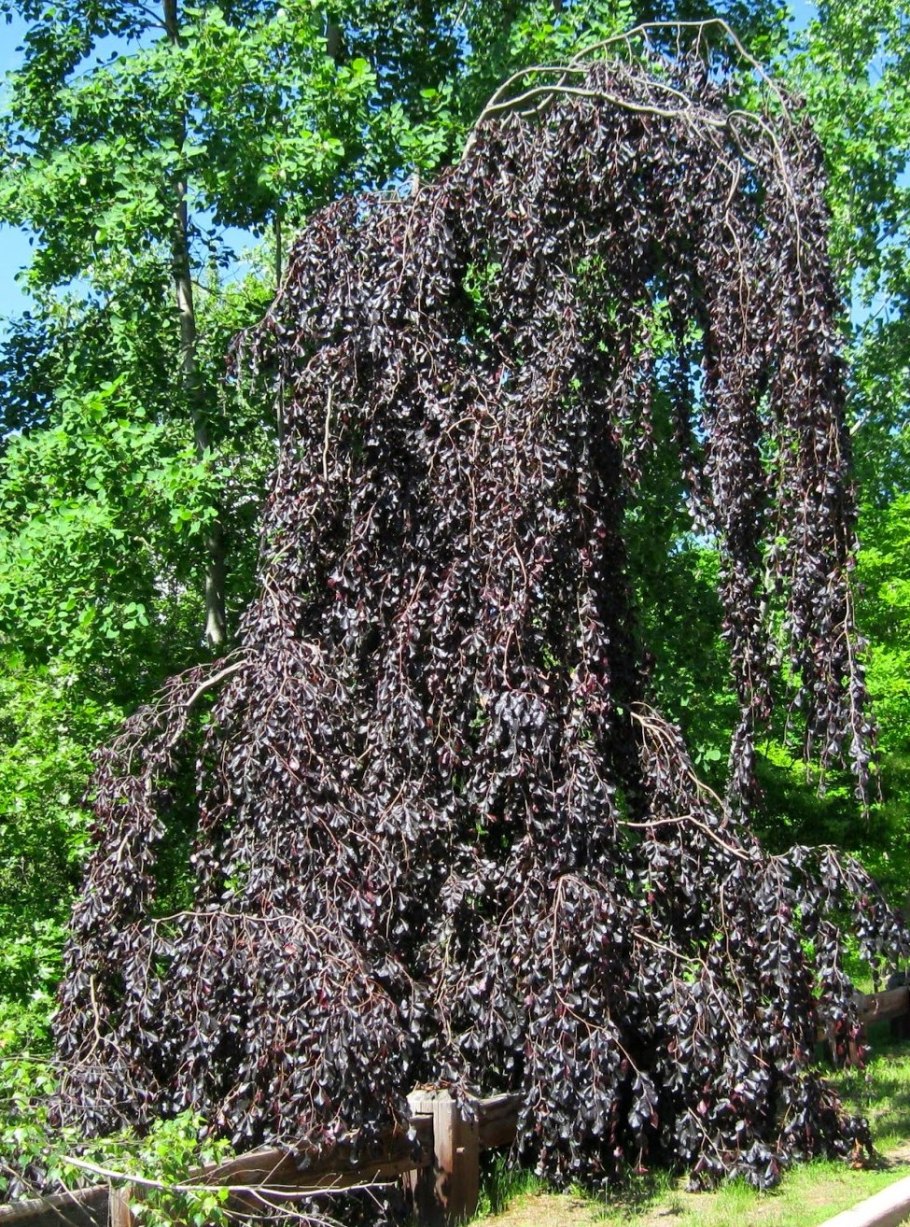 Fagus sylvatica purpurea pendula