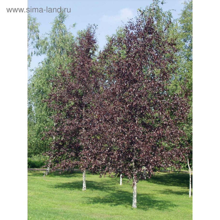 Бетула Пендула нано