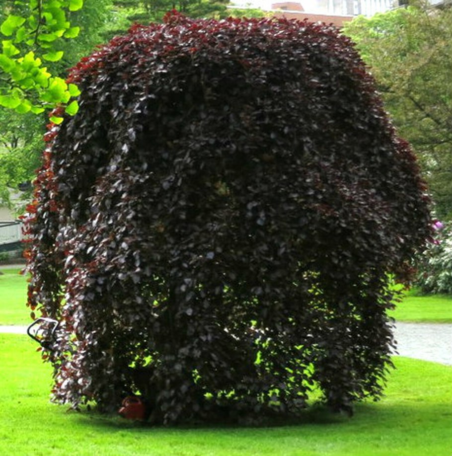 Береза повислая purpurea