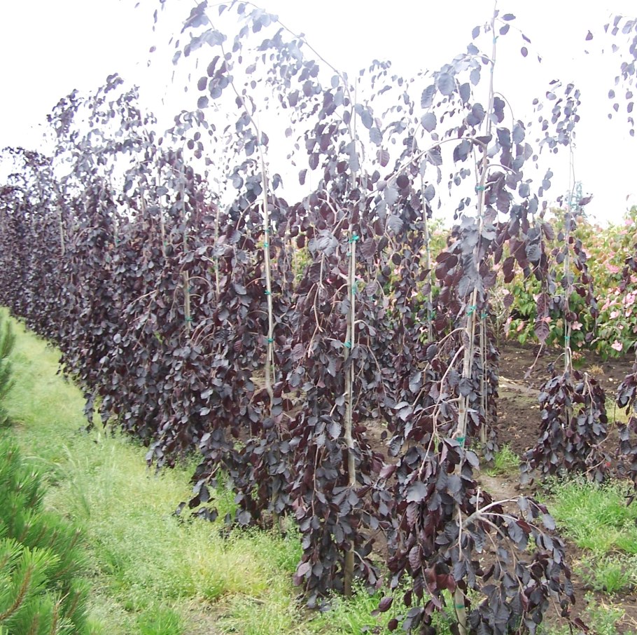 Fagus sylvatica Purple Fountain