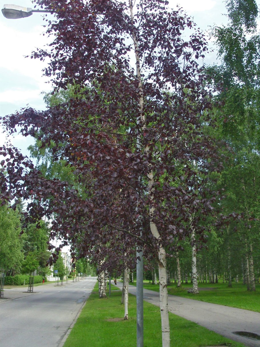 Береза Пендула пурпурная