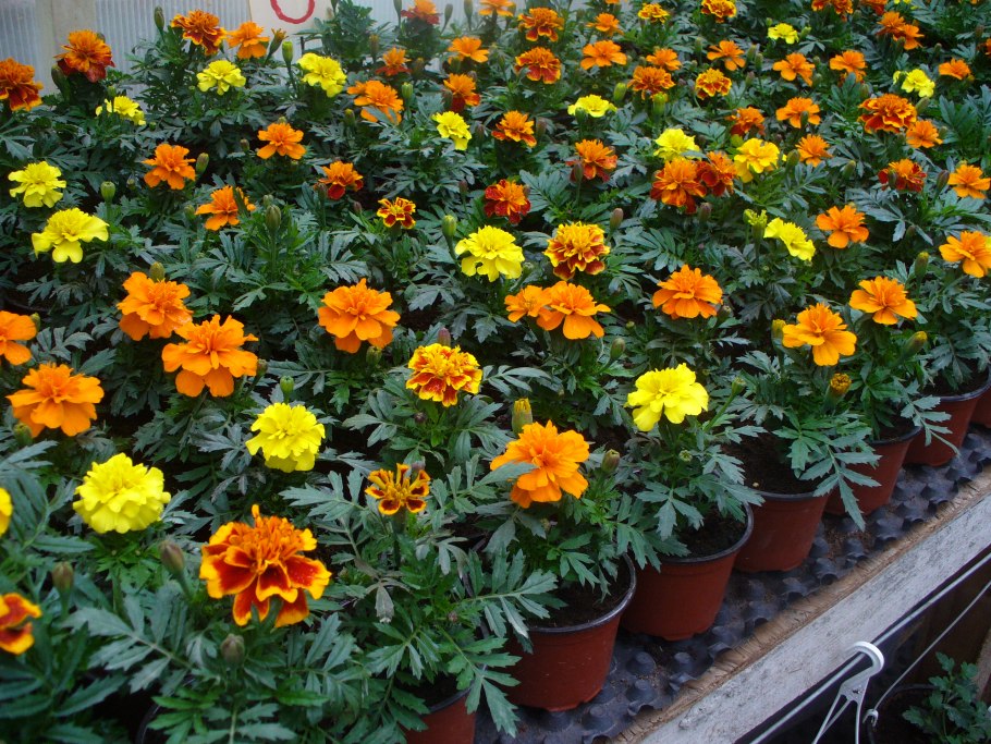 Однолетники для дачи без рассады