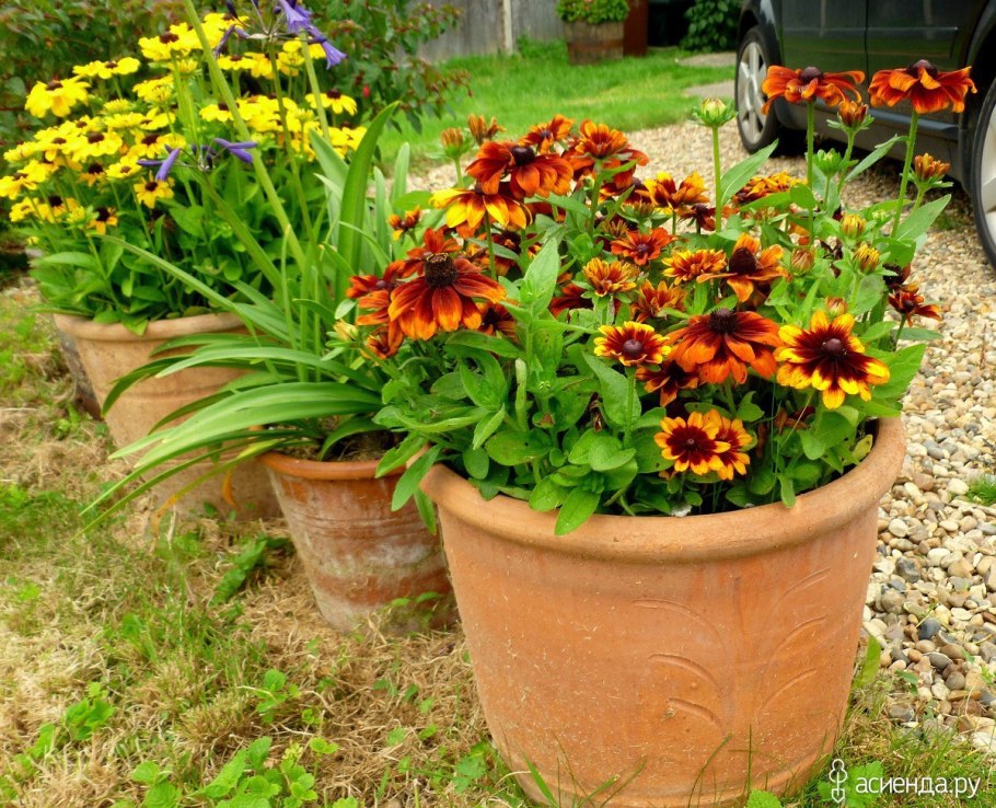 Раноцветущие однолетники