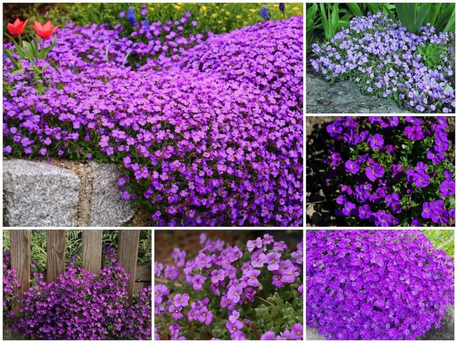 Обриета пурпурный Каскад