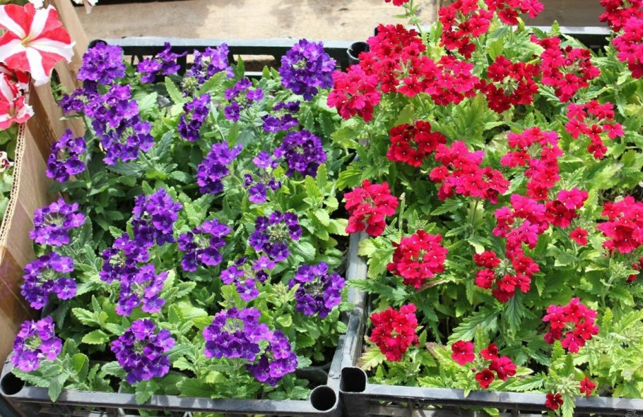 Агератум, Тагетес, гацания