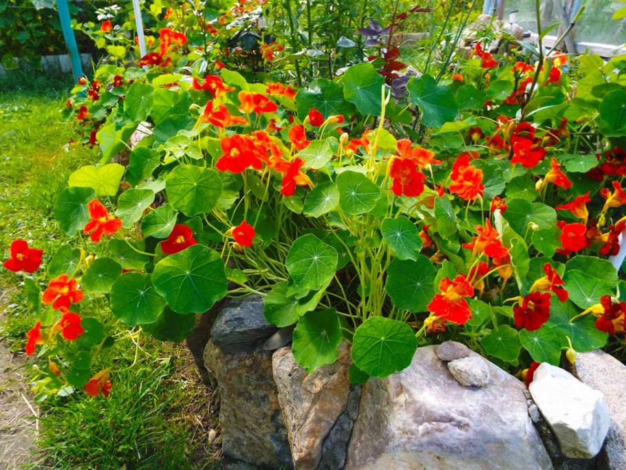 Гайлардия грандифлора Аризона