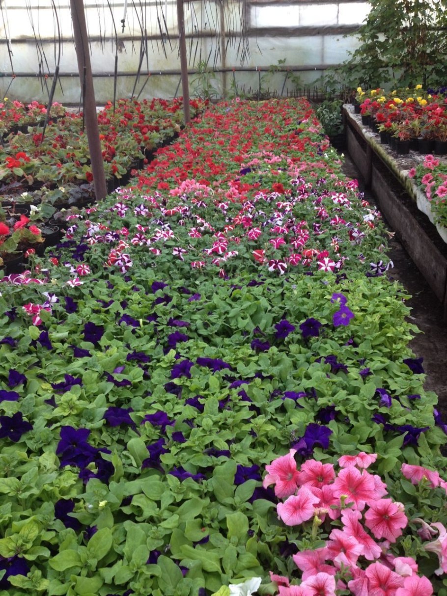 Флокс друммонда