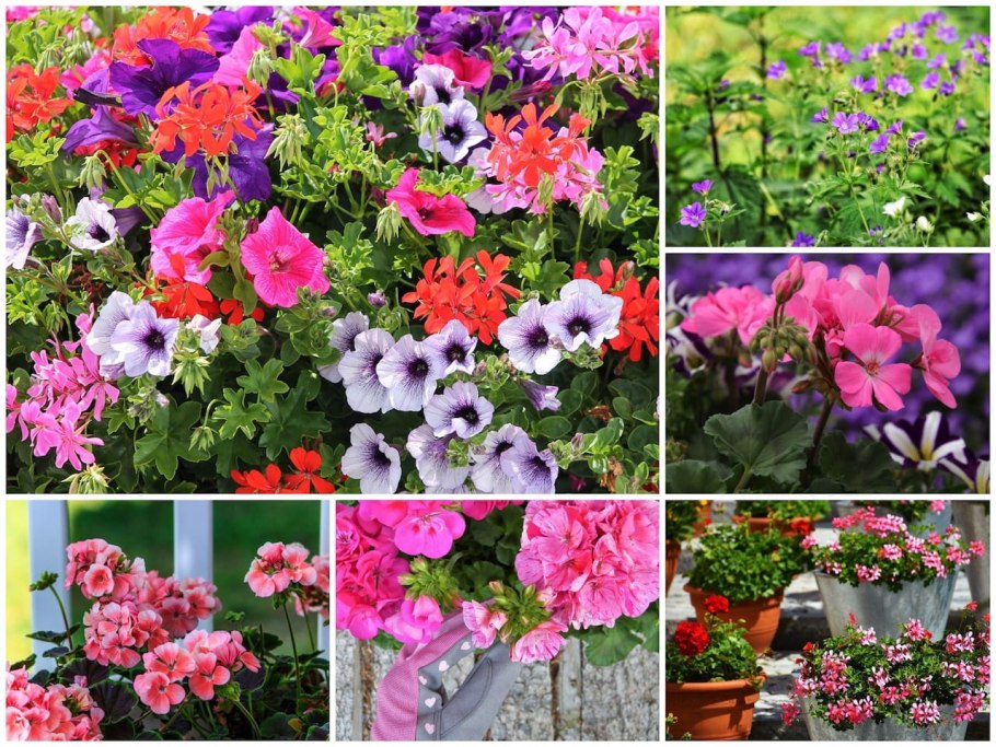 Клумбовые многолетники.