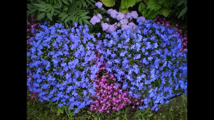 Сибирские однолетники