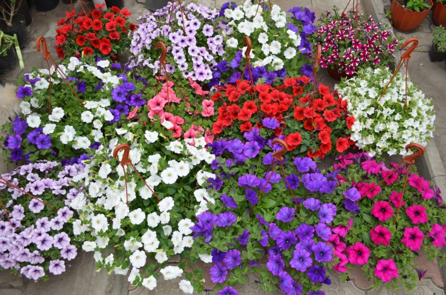 Алиус цветы