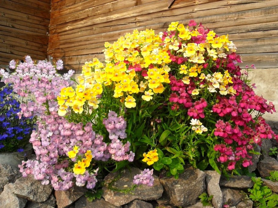 Хризантема мультифлора на клумбе