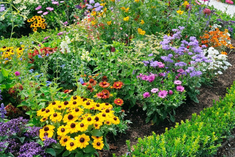 Гацания Африканская Ромашка