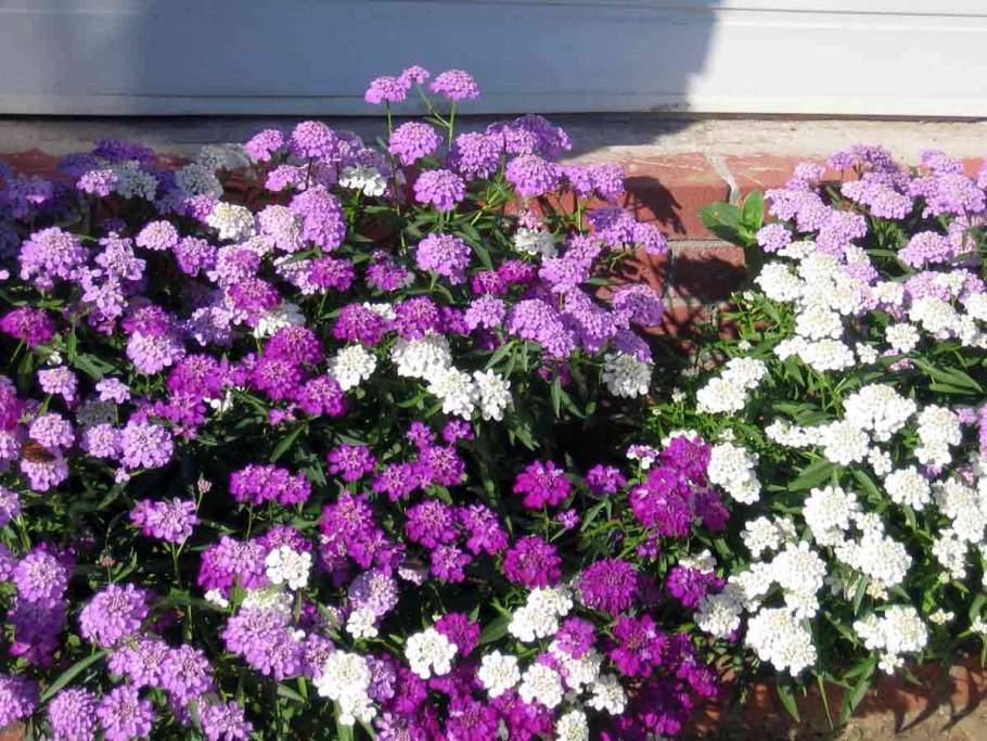 Иберис Александрия