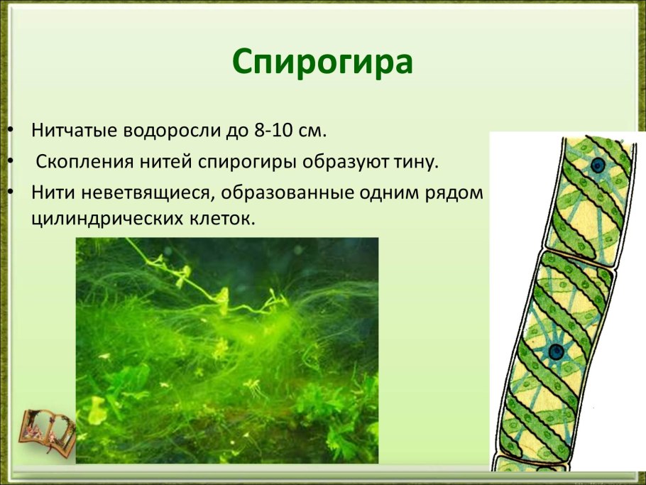 Кладофора нитчатая водоросль
