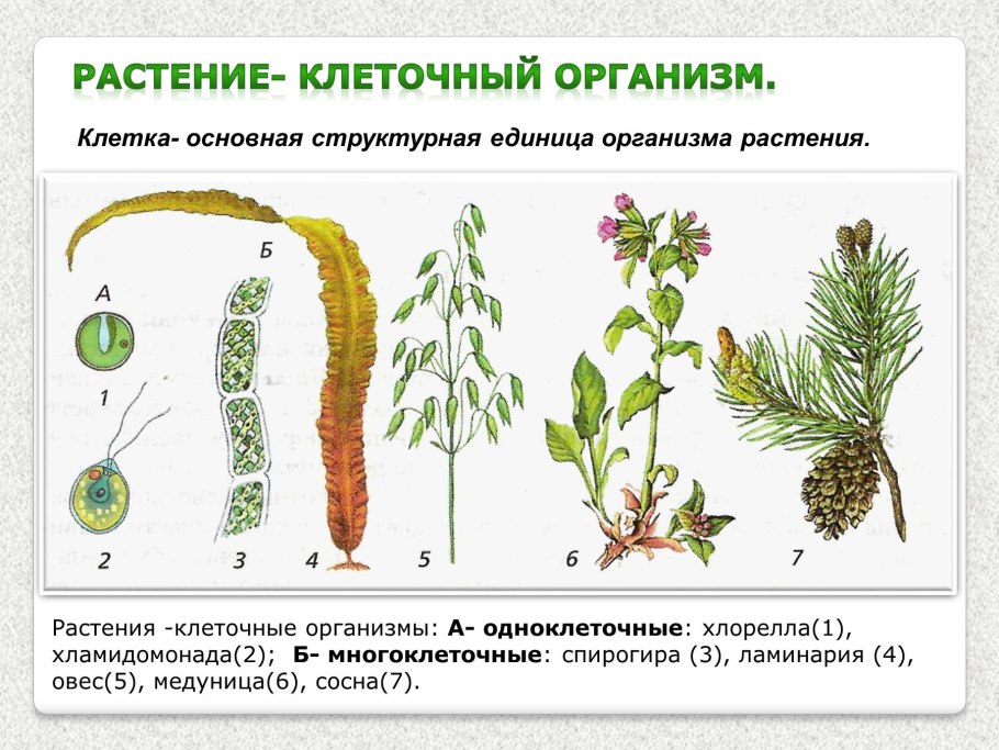Способы размножения семян и плодов