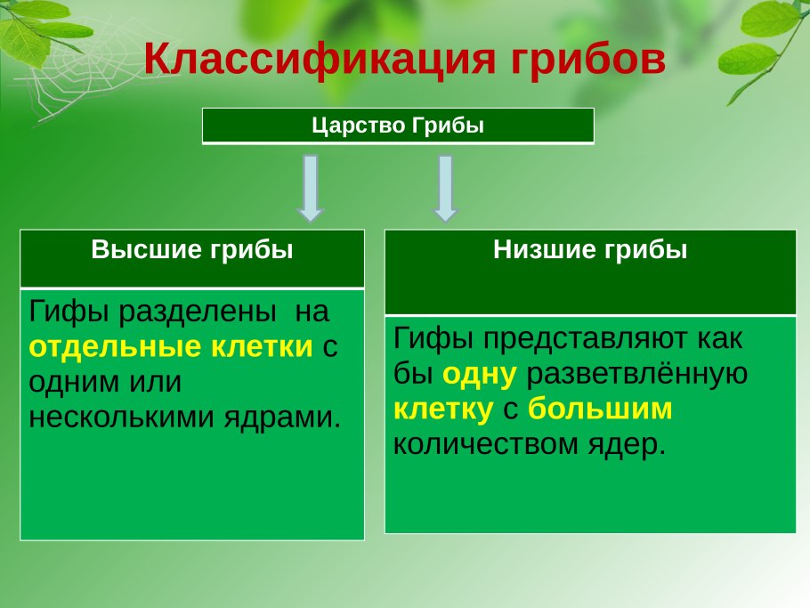 Водоросли 5 класс