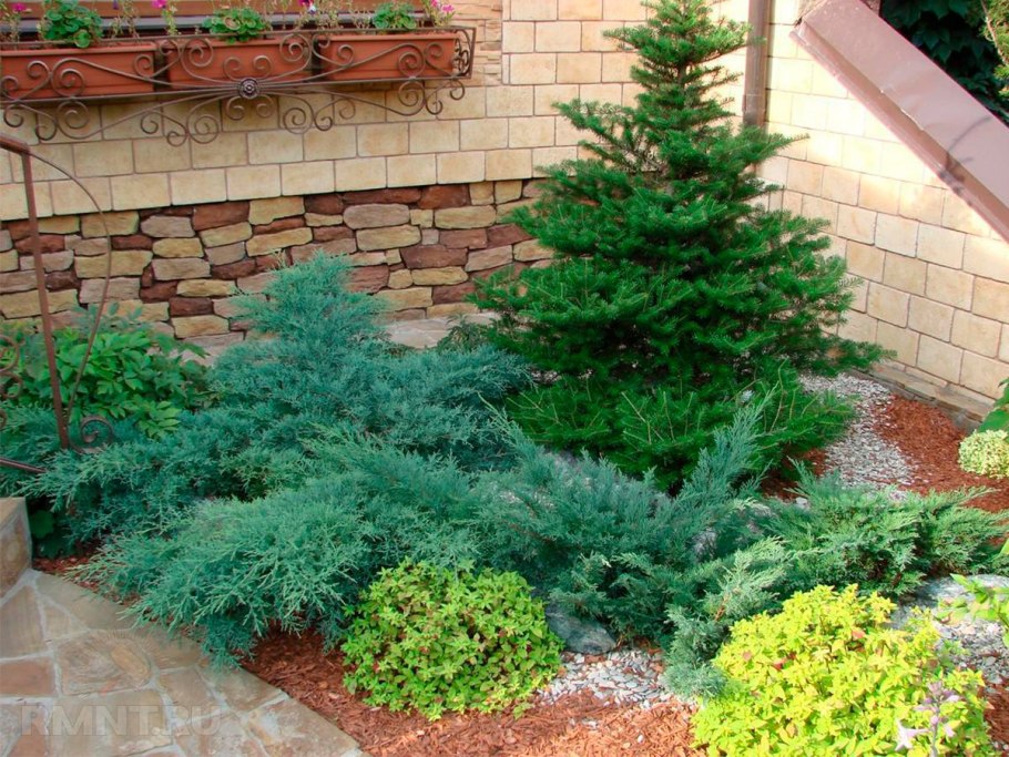 Коника казацкий можжевельник