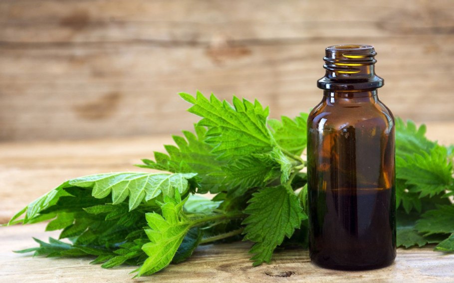 Крапива в народной медицине