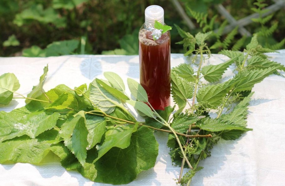 Крапива лечебная