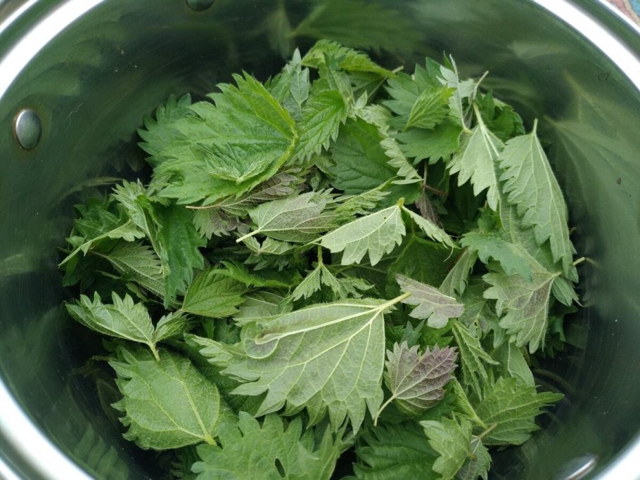 Крапива от артрита