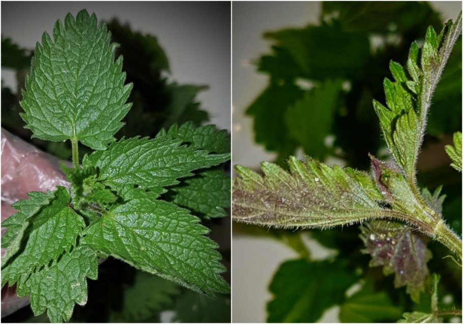 Напиток из крапивы