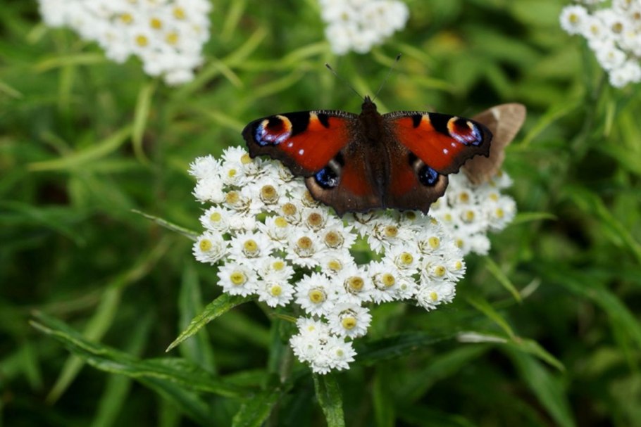 Флора Юга Сахалина