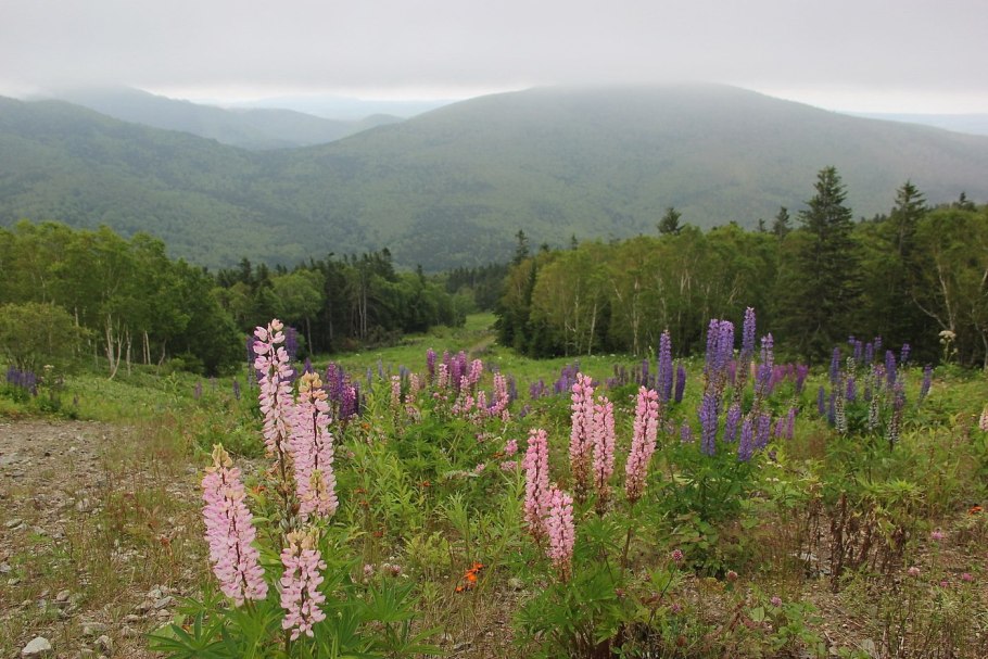 Сахалинские люпины