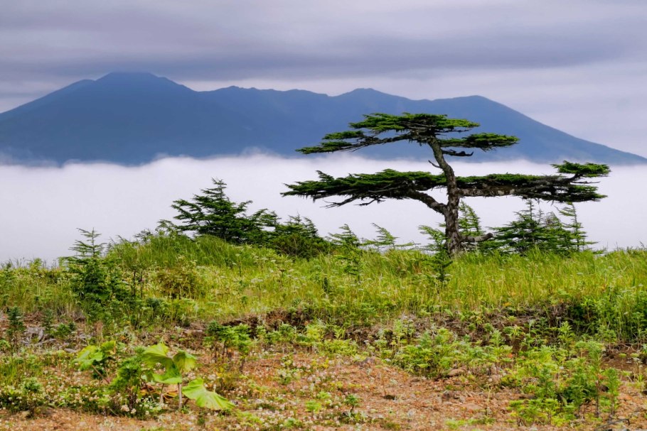 Сахалинский бурый медведь