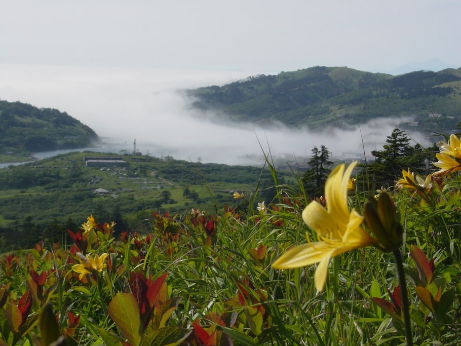 Цветок Сахалинский огонек