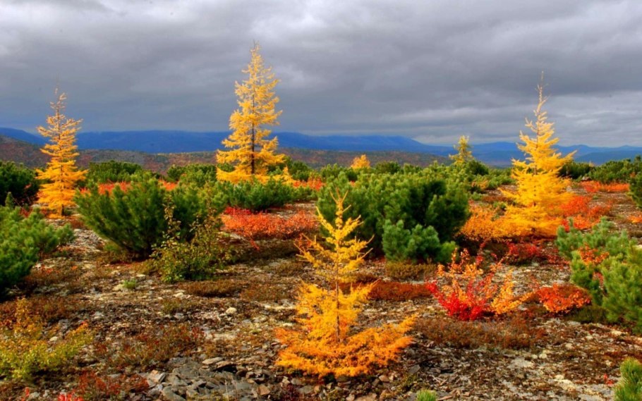 Север Сахалина
