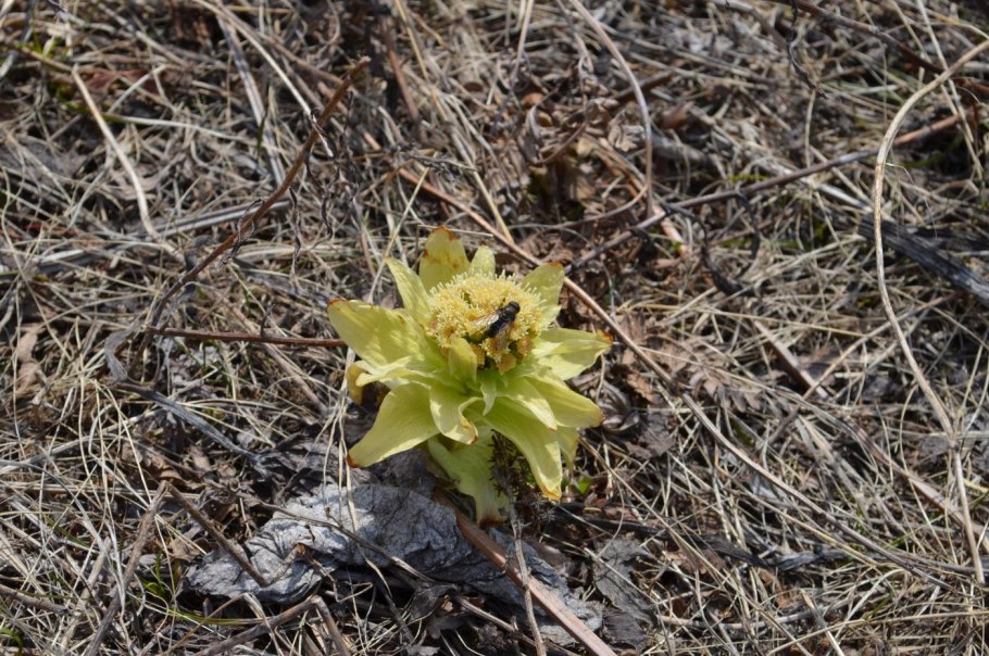Итуруп курильская сосна