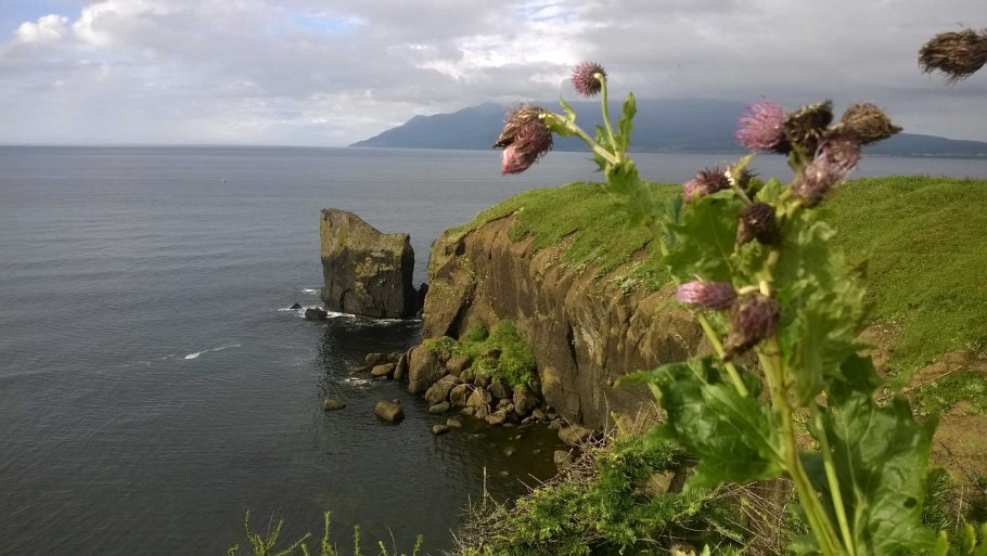 Бамбучник Курильский