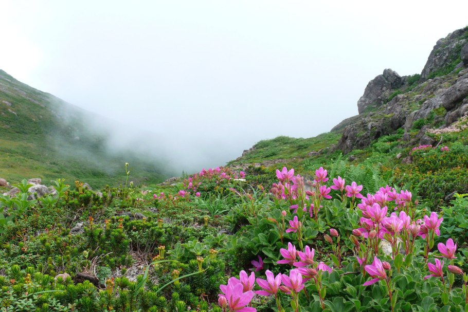 Флора и фауна Сахалина