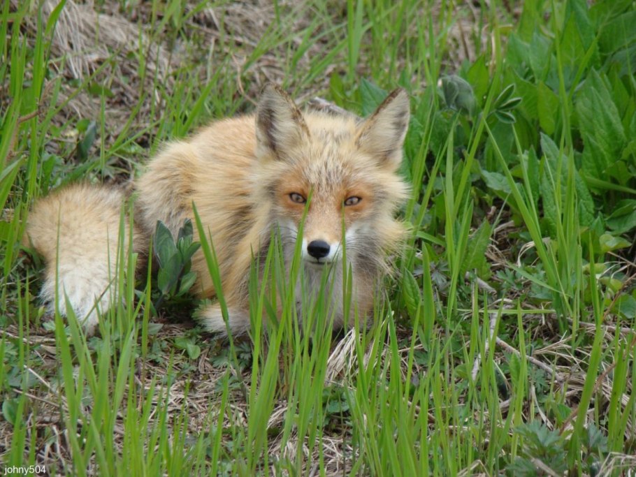 Кунашир природа остров природа