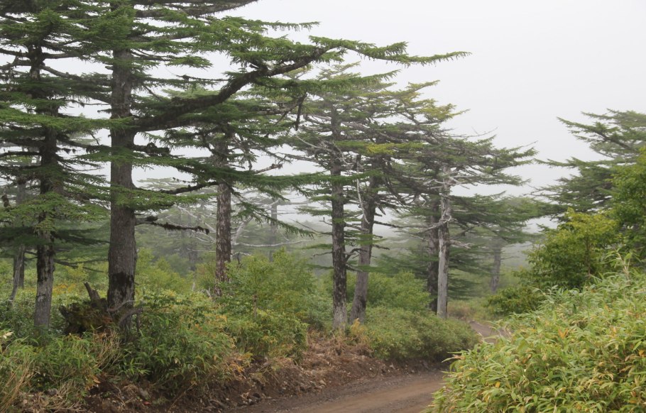 Брусника в тайге