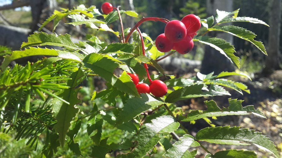 Сопки багульник Забайкалье