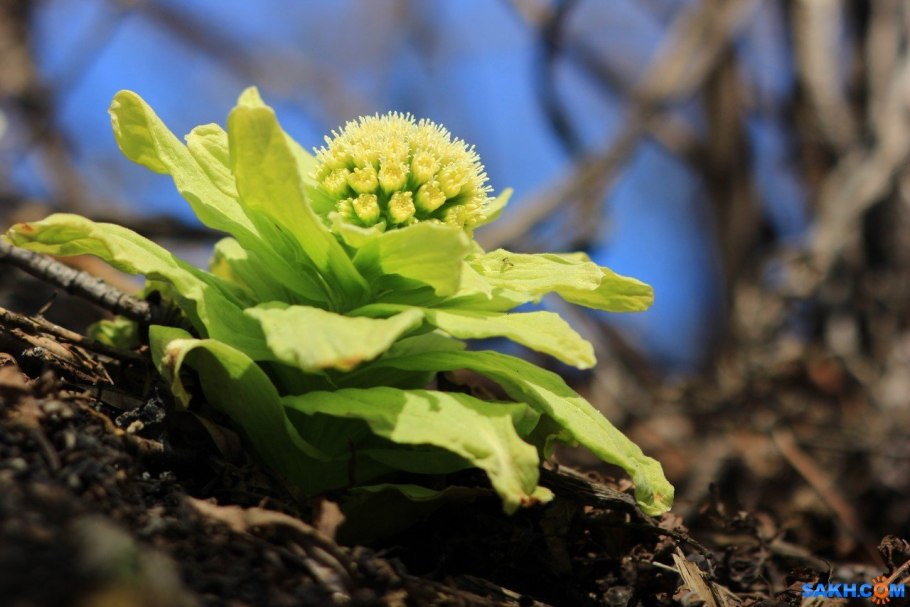 Адонисы на Сахалине