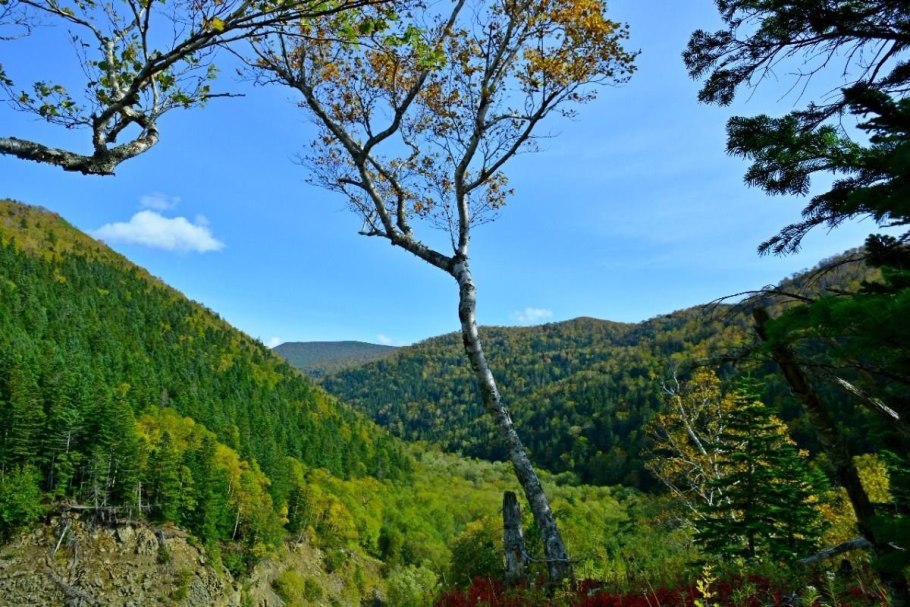 Гигантские лопухи на Сахалине